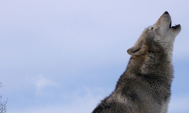 Howling Grey Wolf 3