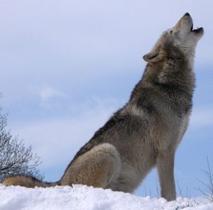 Howling Grey Wolf