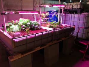 Basement aquaponics system